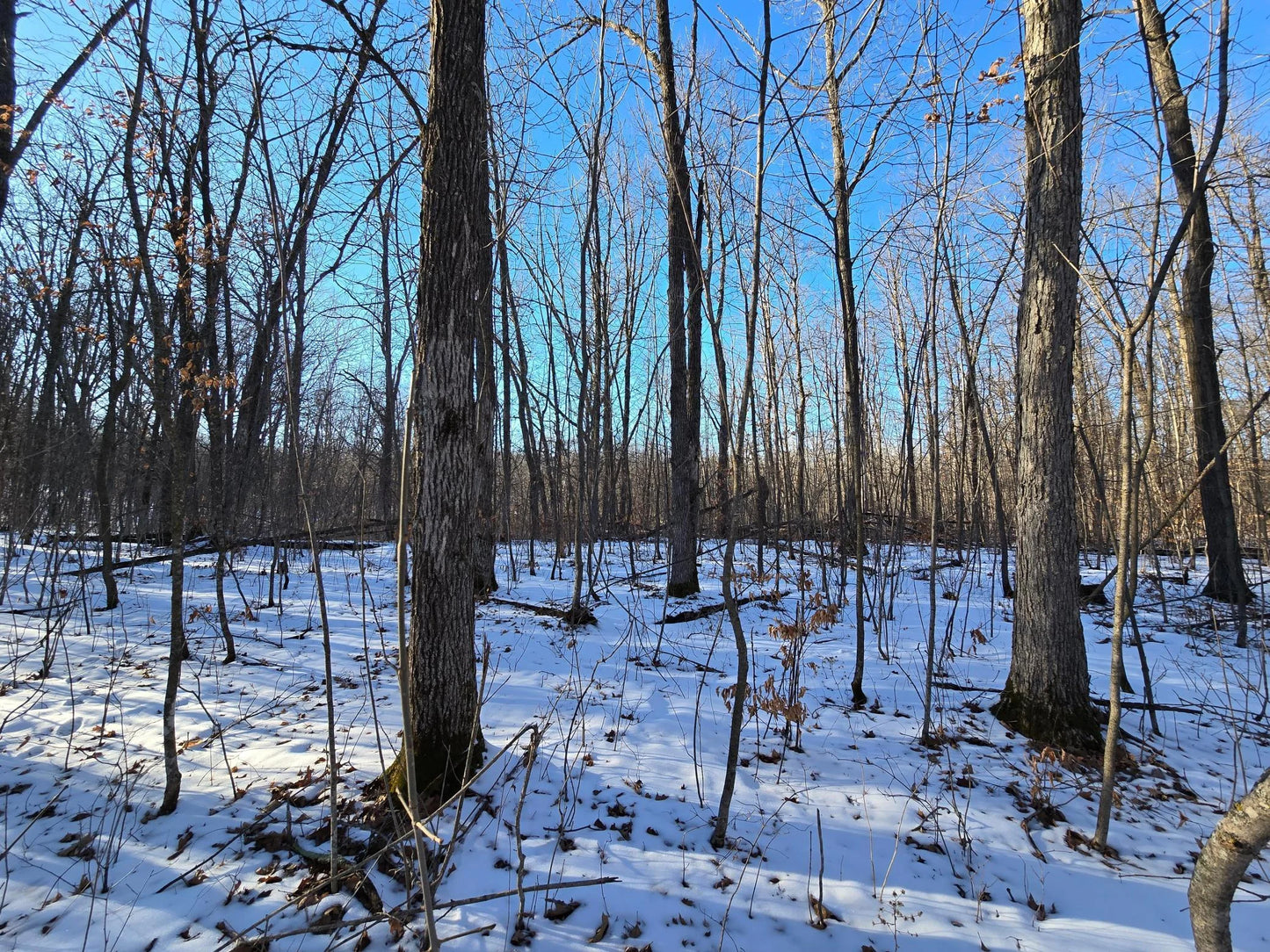 XXX Red Oak Drive, Garrison, MN 56450
